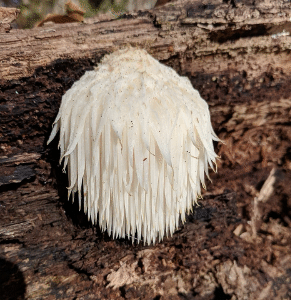 Lion's Mane